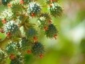 Photo related to the niche