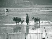 Photo related to the niche