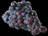 Photo related to the niche